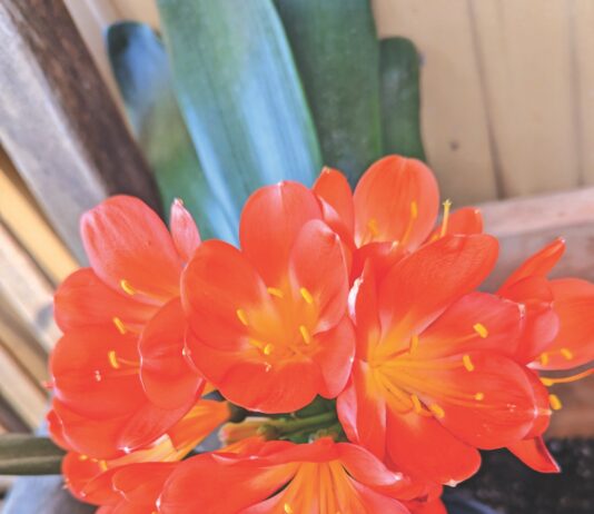 flowering