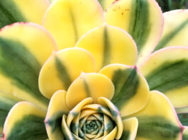 macro image for green and yellow plant