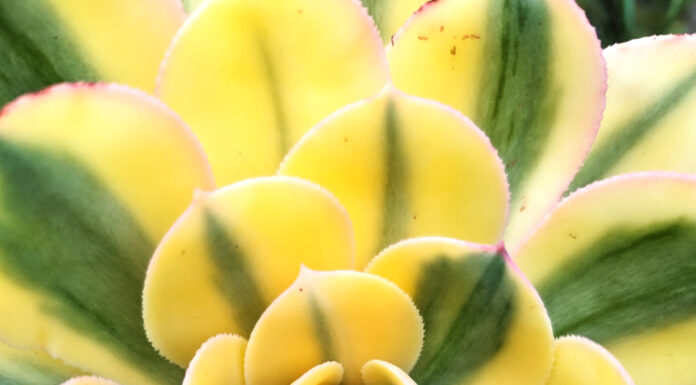 macro image for green and yellow plant