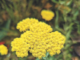 yarrow