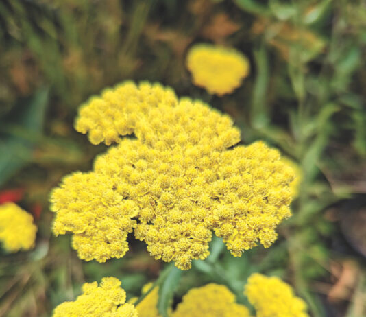 yarrow