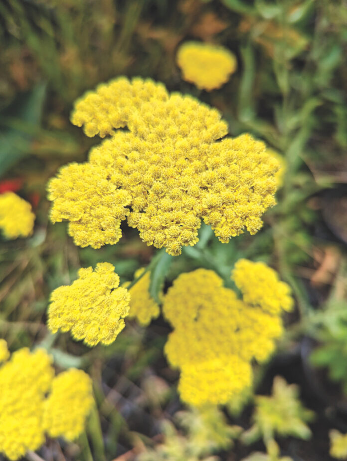 yarrow