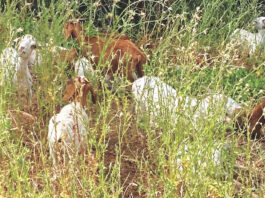 Erik Chalhoub's photo of goats among grasses