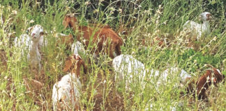 Erik Chalhoub's photo of goats among grasses