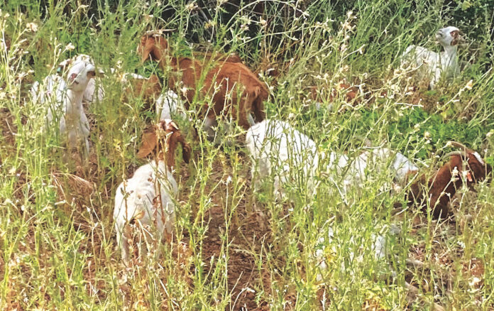 Erik Chalhoub's photo of goats among grasses