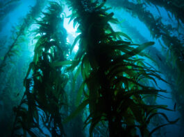 California kelp bed