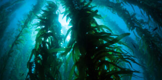 California kelp bed