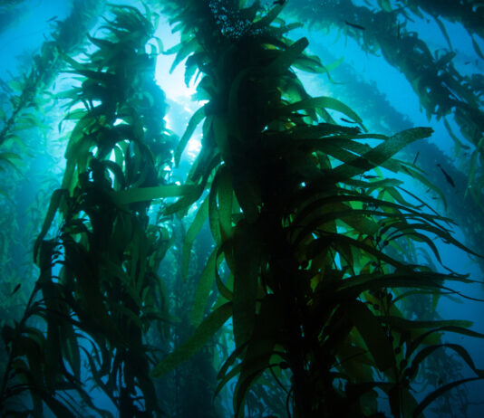 California kelp bed