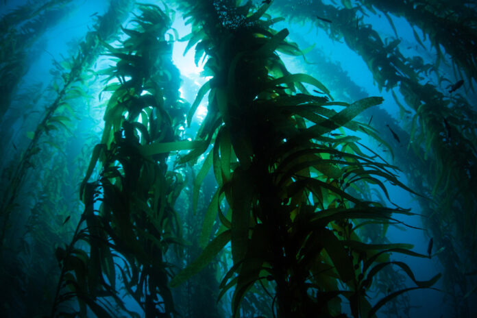 California kelp bed