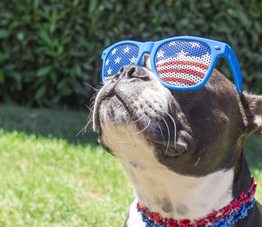 Gearing-up for Fourth of July festivities Boston terrier