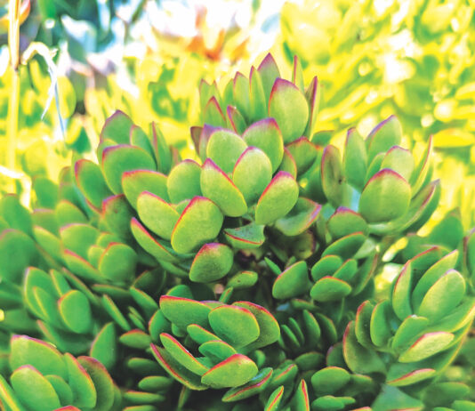 Succulent plants exhibit unique foliage succulent