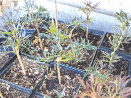 elderberry cuttings