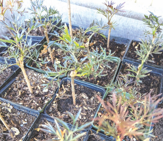 elderberry cuttings