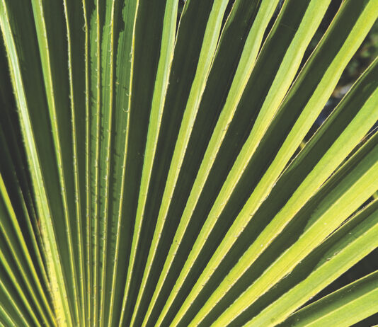 palm leaf
