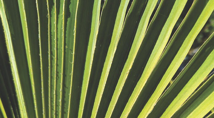 palm leaf