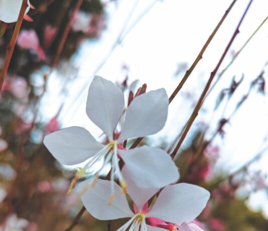 horticulture photo