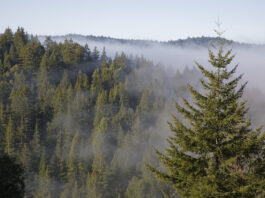 Castle Rock State Park photo