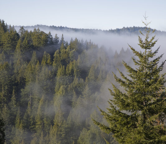 Castle Rock State Park photo