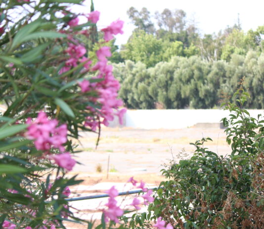 multi-family housing plan site at 405 Alberto Way