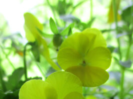 pansies and violas