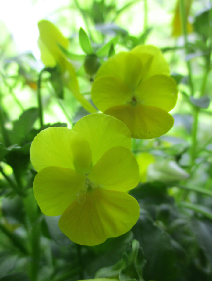 pansies and violas