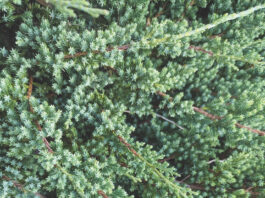 juniper
