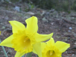 daffodil