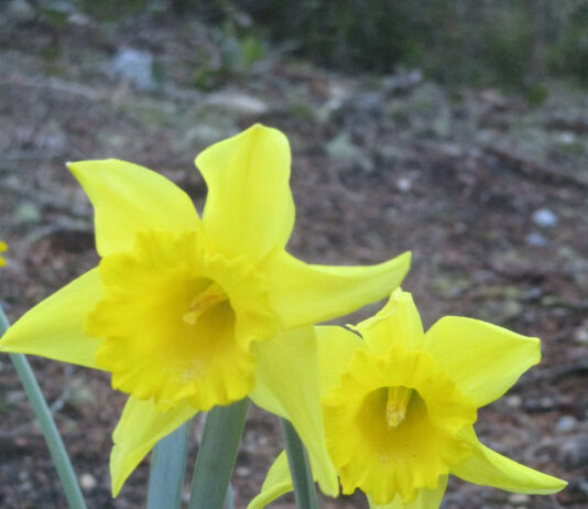 daffodil
