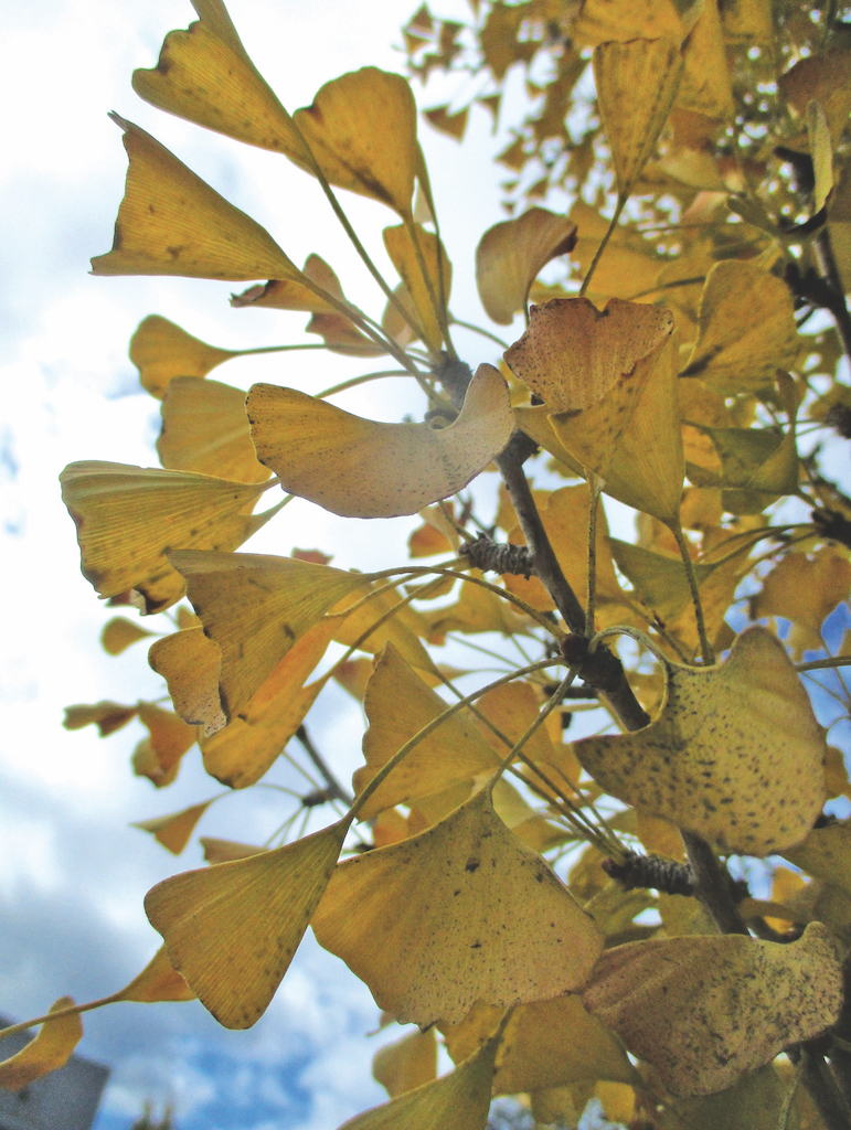 ginkgo tree