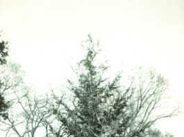 Deodora tree