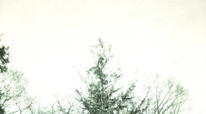 Deodora tree