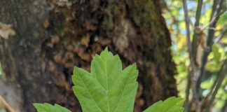 elder leaves