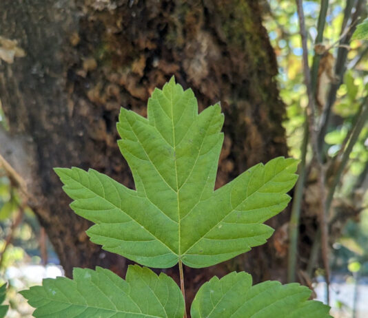 elder leaves