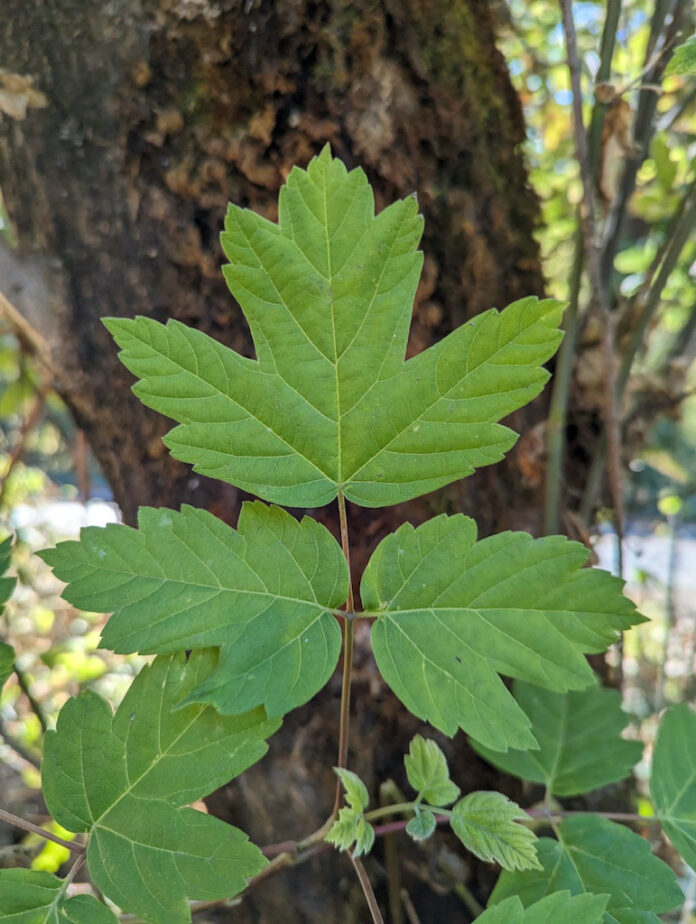 elder leaves