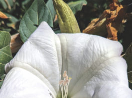 horticulture