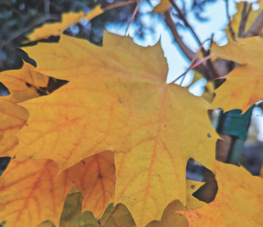 Dormancy facilitates survival through winter leaves