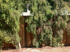 ‘I thought you were building the Taj Mahal,’ says neighbor to Vinodha and Rajeev Bala during fence dispute hearing fence and foliage