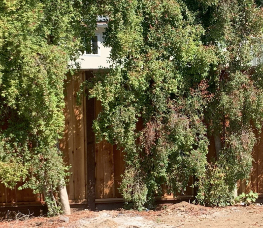 fence and foliage