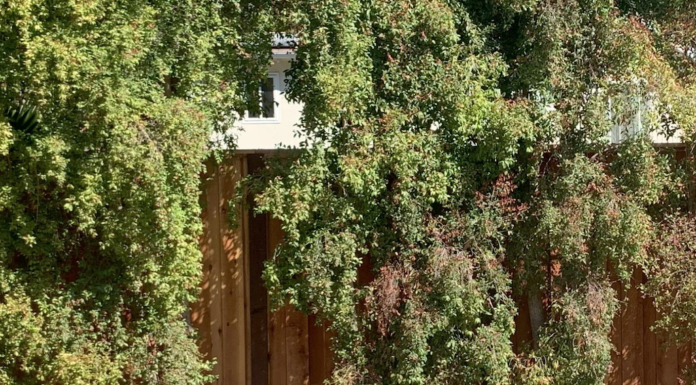 fence and foliage