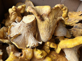 chantrelles