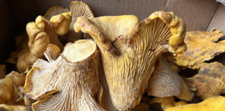 chantrelles