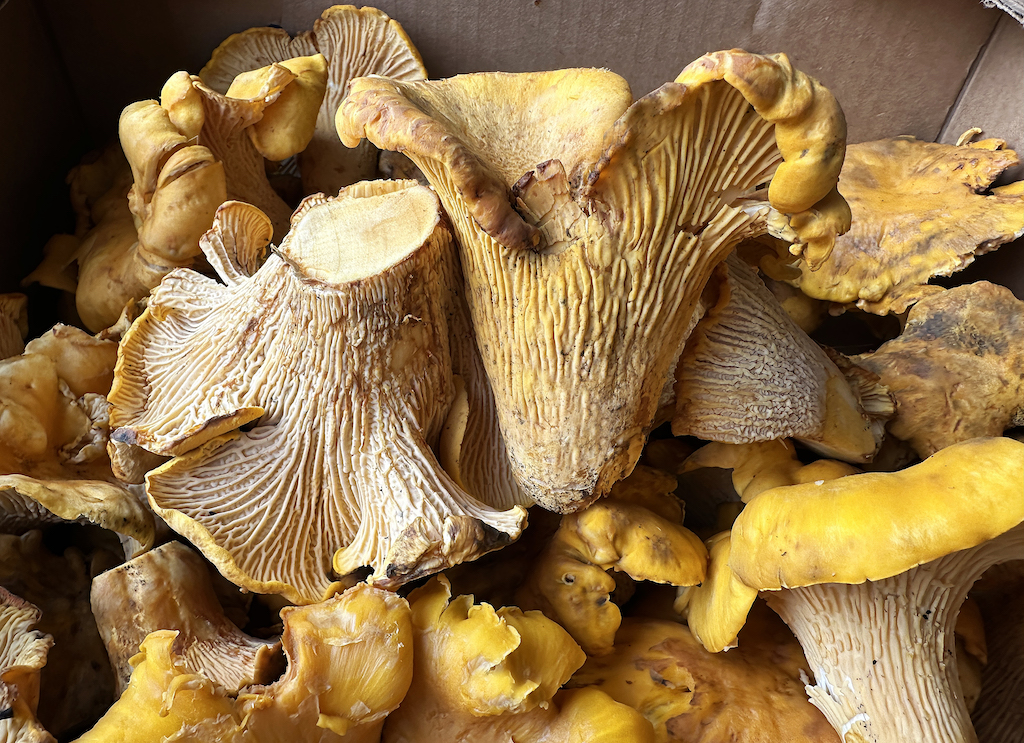 Image for display with article titled Chanterelle Enshrined in California Law, and Other Bills