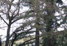 High schoolers get ‘perfect’ score on state exams Los Gatos High School wing