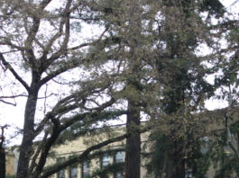 Los Gatos High School wing