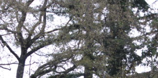 Los Gatos High School wing