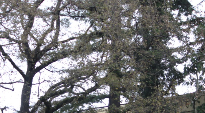 Los Gatos High School wing