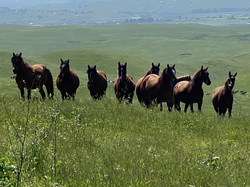 horses on hillside
