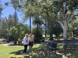 memorial mulberry tree