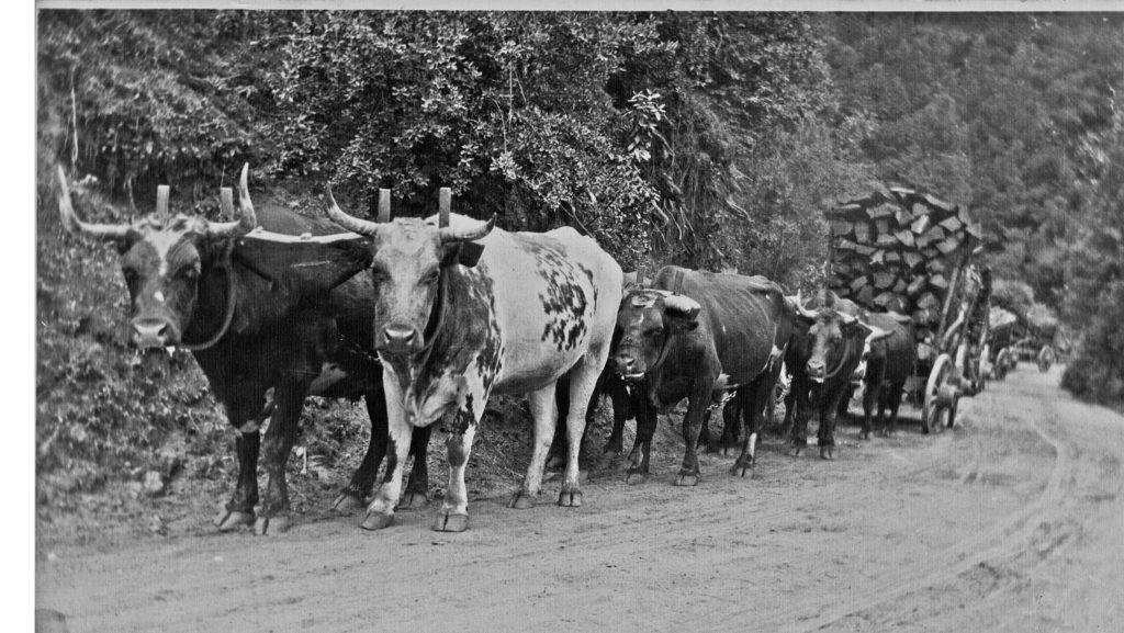 oxen - historical photo