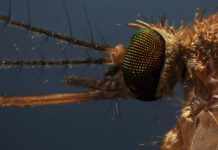 Culex pipiens mosquito